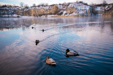 Ducks Swimming in a Winter Lake