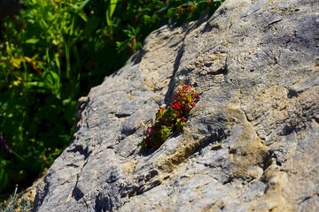 Wild geranium plant with red and green leaves and veronica white flower on a rock in Attica, Greece