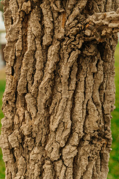 the trunk of a cork tree in the park. the loose texture of tree bark on the street
