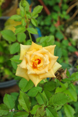 Rosa 'Landora' flowers are beautiful in the yard