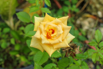 Rosa 'Landora' flowers are beautiful in the yard