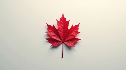 Single Vibrant Red Maple Leaf on a Neutral Background, a Symbol of Autumn's Arrival and Nature's Beauty