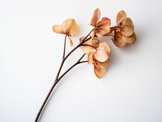 A single dried orchid stem with textured petals against white background flat lay style