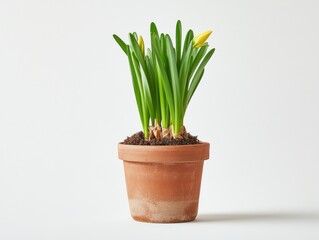 Daffodil bulbs in a terracotta pot with yellow flower buds ready to bloom