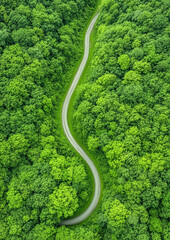 Aerial View of a Road in a Forest, Drone View of a Forest Road