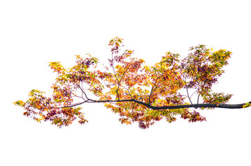 Obraz premium tree branch in autumn isolated on transparent background.