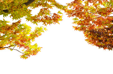 tree branch in autumn isolated on transparent background.
