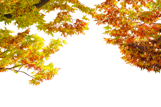 tree branch in autumn isolated on transparent background.