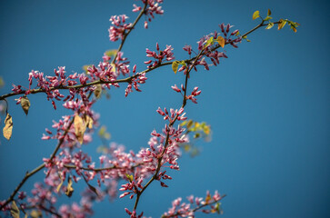 Spring flowering of Cercis canadensis.