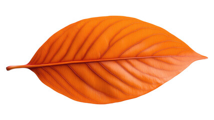 [Orange leaf with detailed veining against black background] Vibrant Orange Leaf Detail with Black Background, Simplistic Design & Veining Effect