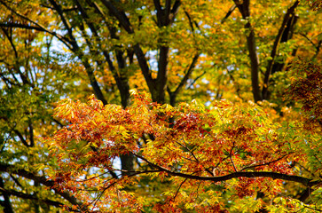 Autumn forest background. Vibrant color tree, red orange foliage in fall park. Nature change Yellow leaves in october season Sun up in blue sky Sunny day weather, bright light banner frame