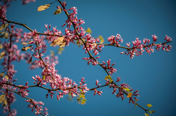 Flowering tree of red cercis canadensis.