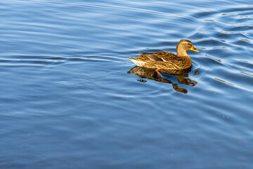 Close up of a mallard duck flapping its wings on calm blue water, creating ripples and reflecting sunlight in a serene nature scene.