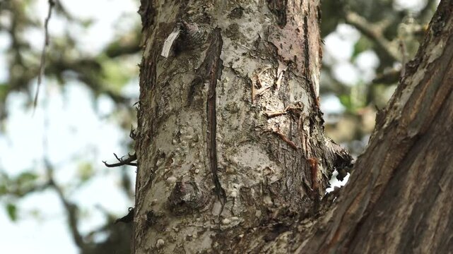 apple tree bark close up