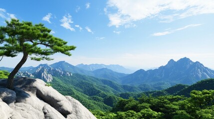 Mountaintop Pine Tree Landscape
