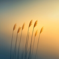 A field of tall grasses with the sun setting in the background