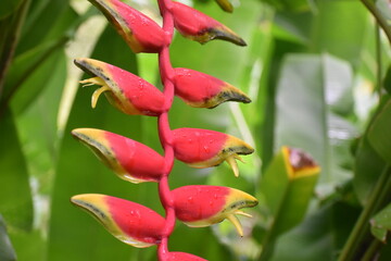 red and yellow tropical flower