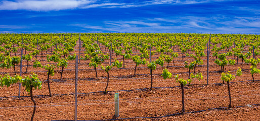 Valdepeñas Vineyards, Ciudad Real, Valdepeñas Denominación de Origen, Castilla La Mancha, Spain,...