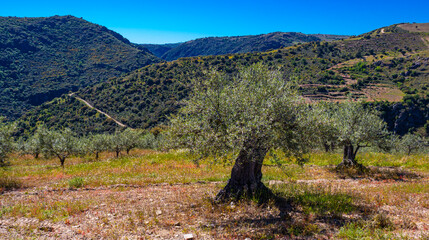 Olives Trees Plantation, Olea europea, Arribes del Duero Natural Park, SPA, SAC, Biosphere Reserve, Salamanca, Castilla y León, Spain, Europe