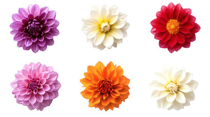 Set of Colorful Flowers Isolated on White Background