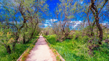 Tamarisk, Tamarix gallica, Tablas de Daimiel National Park, Daimiel, Ciudad Real, Castilla La Mancha, Spain, Europe