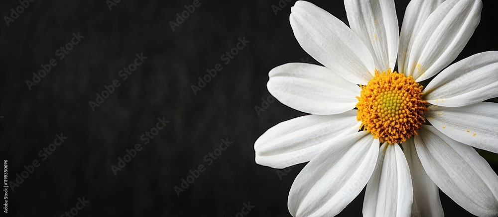 Aufkleber macro photography of white daisy flower with yellow center on black background highlighting patterns