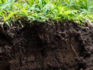 Soil ground cut with green grass