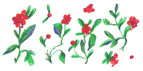 Clip art of brightly colored Cranberries drawn with wax crayons on white isolated background. Children's foodcollection of oil pastel illustrations. 