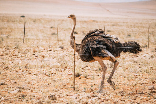 AVESTRUCES DEL DESIERTO DEL NAMIB, NAMIBIA.