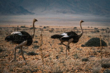 Naklejka premium AVESTRUCES DEL DESIERTO DEL NAMIB, NAMIBIA.