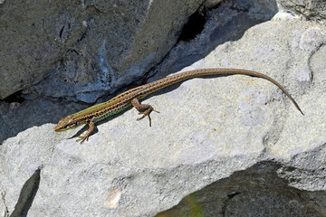 Adriatische Mauereidechse, Karstläufer // Dalmatian wall lizard (Podarcis melisellensis fiumanus) - Lovcen Nationalpark, Montenegro