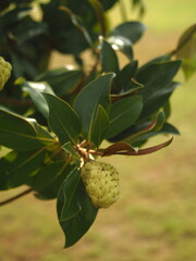 Fruit Magnolia grandiflora.