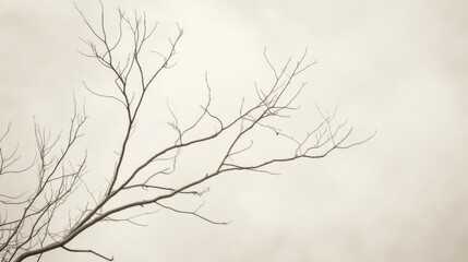 Obraz premium Barren tree branches against a muted sky.