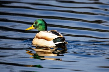 Male mallard duck with a green head gliding on a reflective water surface.