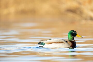 Mallard duck glides gracefully across a calm lake with a blurred natural background