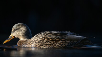 Mallard duck gliding gracefully on water with a dark background, highlighting its detailed feathers.