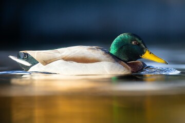 Male mallard duck with vibrant plumage gliding on a reflective water surface.