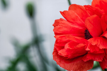 Red poppy head outdoors, beautiful flower at summertime, papaver