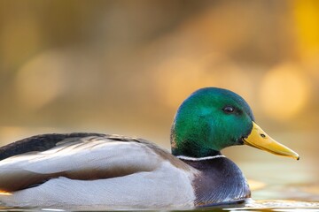 Male mallard duck with a vibrant green head swimming on a calm lake with a soft golden background.