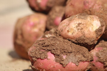 Dirty Unwashed Potatoes Close Up