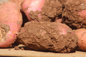 Dirty Unwashed Potatoes Close Up