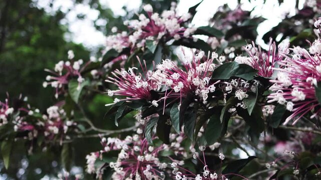 Lush lilac flowers on green bushes.