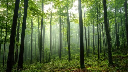 Obraz premium Lush green forest landscape enveloped in mist and fog with tall trees creating serene atmosphere and ample empty space for text insertions