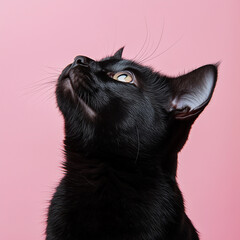 Obraz premium close-up shots of a black cat, pet photography 