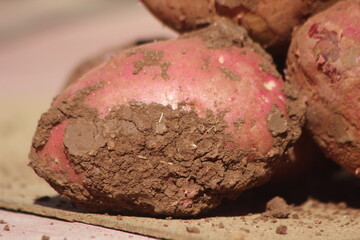 Dirty Unwashed Potatoes Close Up