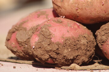 Dirty Unwashed Potatoes Close Up