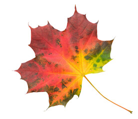 A leaf of a maple tree is shown in full color isolated on transparent background.. leaf is red and yellow, and it is laying on a white background.