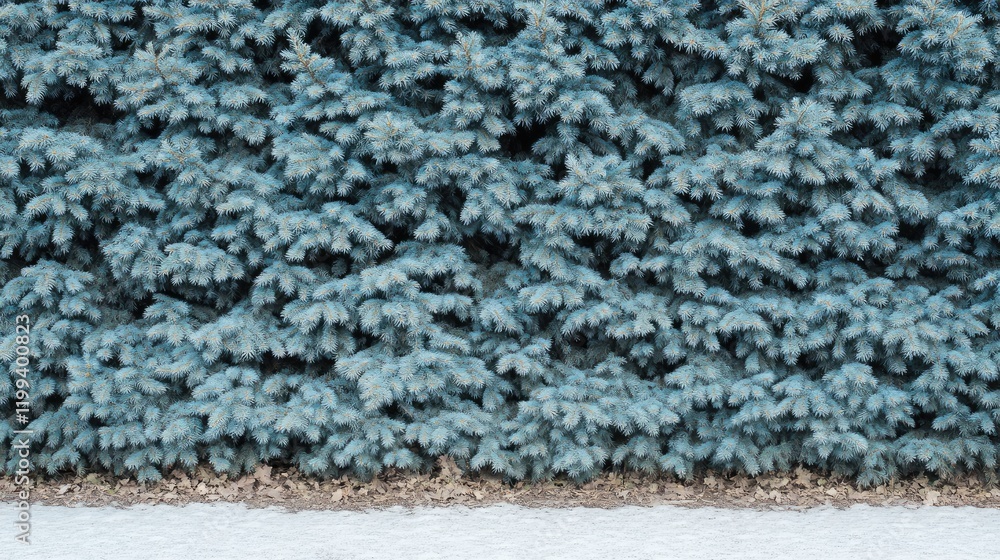Poster lush dense blue black spruce trees creating a steep hedge wall with soft empty foreground space for 