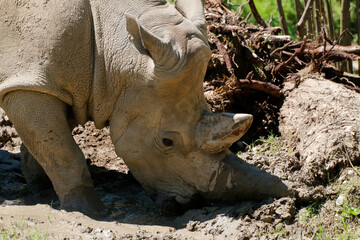 Obraz premium Breitmaulnashorn (Ceratotherium simum) oder Breitlippennashorn, Afrika 