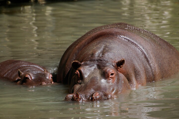 Flusspferd (Hippopotamus amphibius) Muttertier mit Jungem im Wasser